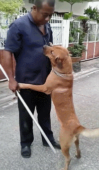 为什么雪纳瑞打了就不理人