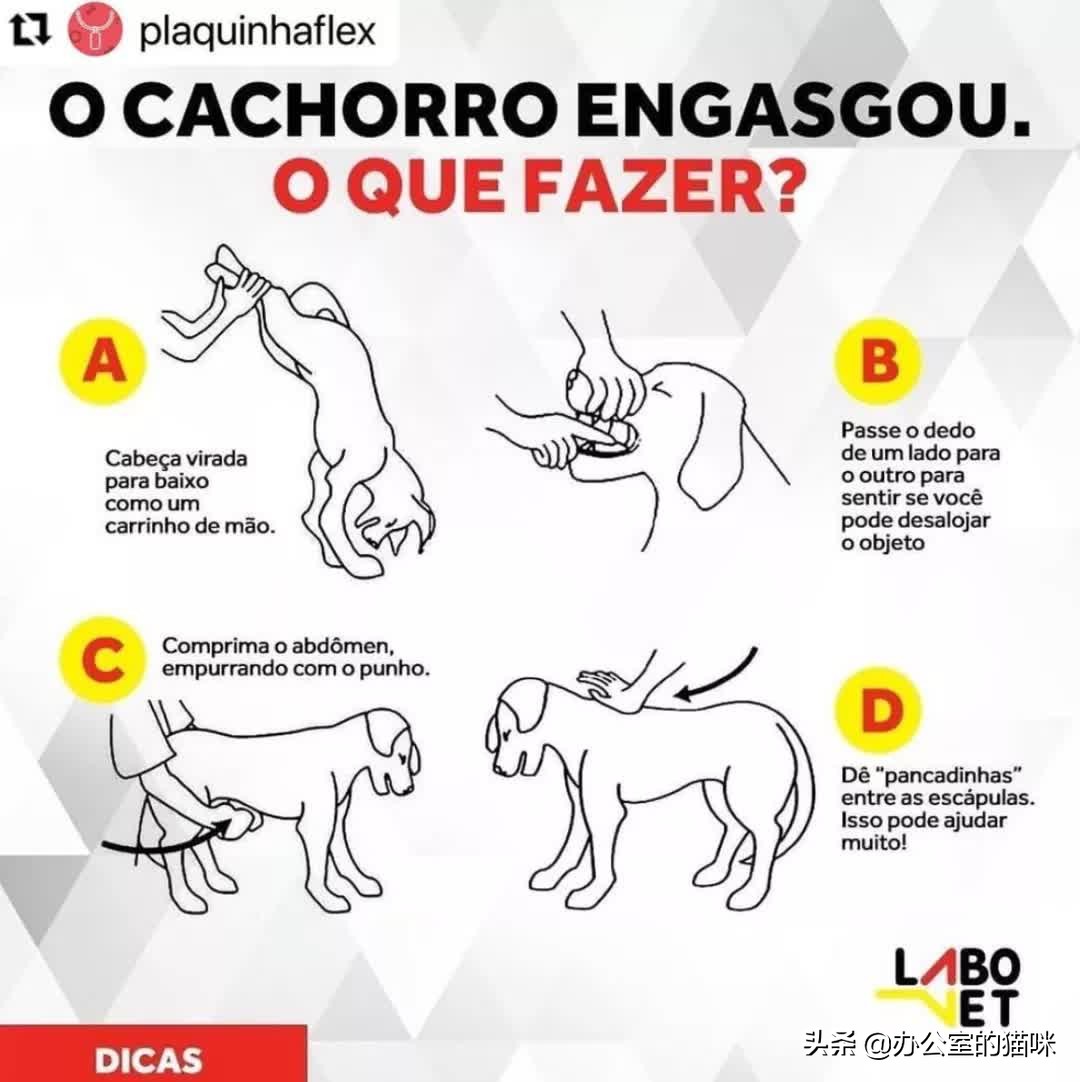 狗狗感觉像卡到了怎么办