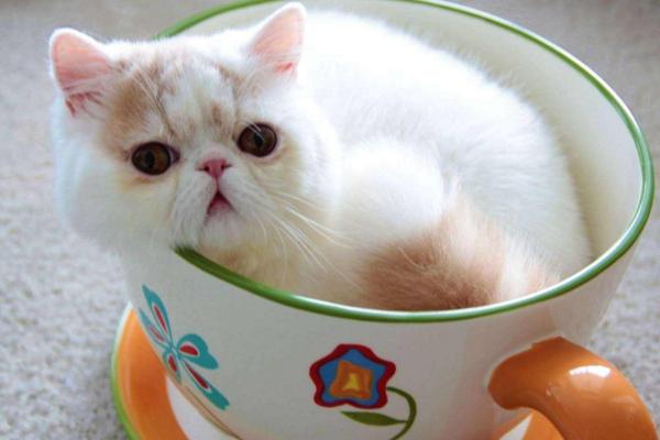 茶杯猫几元一只