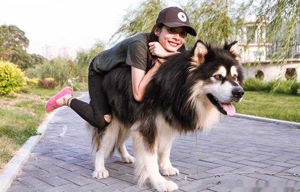 狗中三傻是哪三种狗