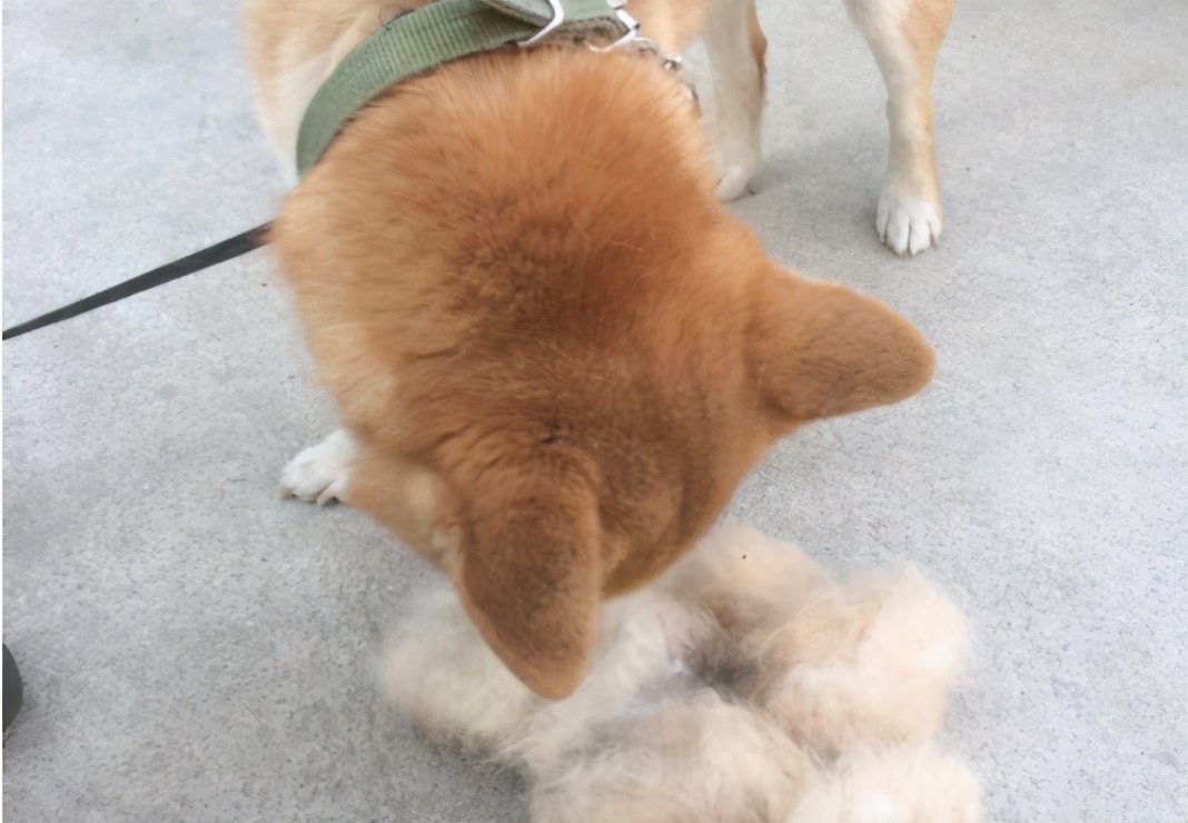 柴犬掉毛厉害怎么处理