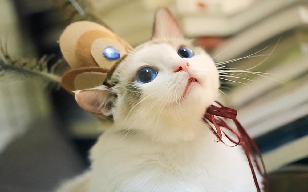 折耳猫价格多少钱一只