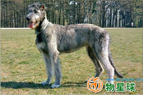 爱尔兰猎狼犬