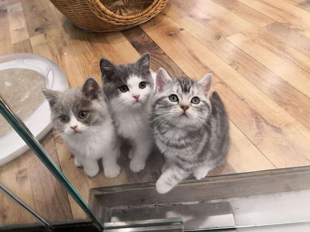 美短好还是英短好养