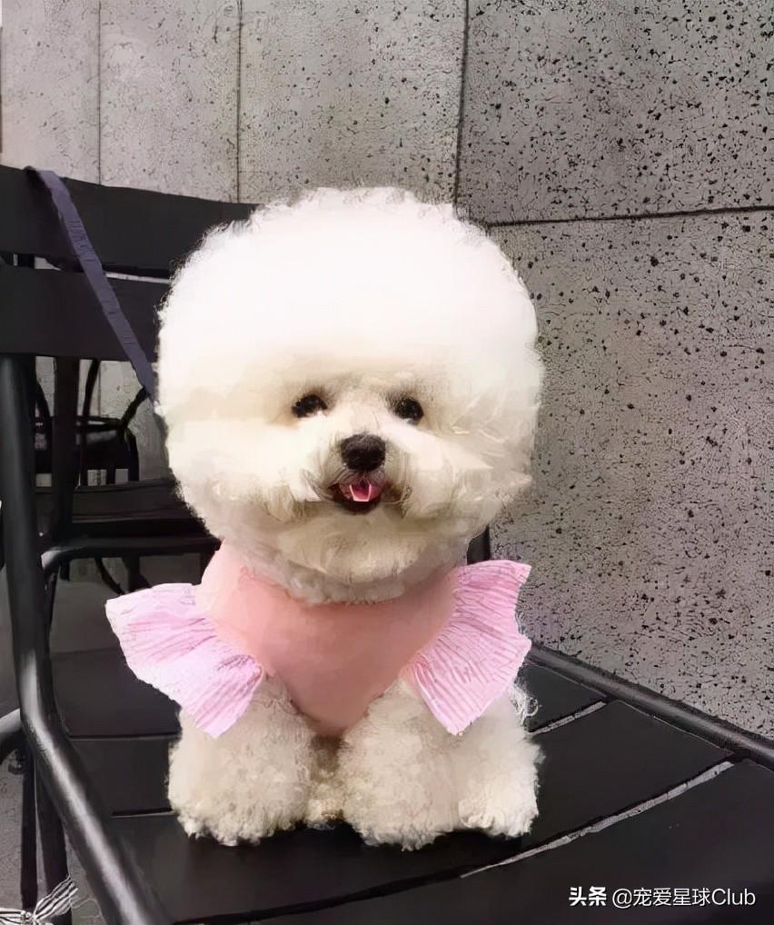 比熊是哪个国家的狗狗