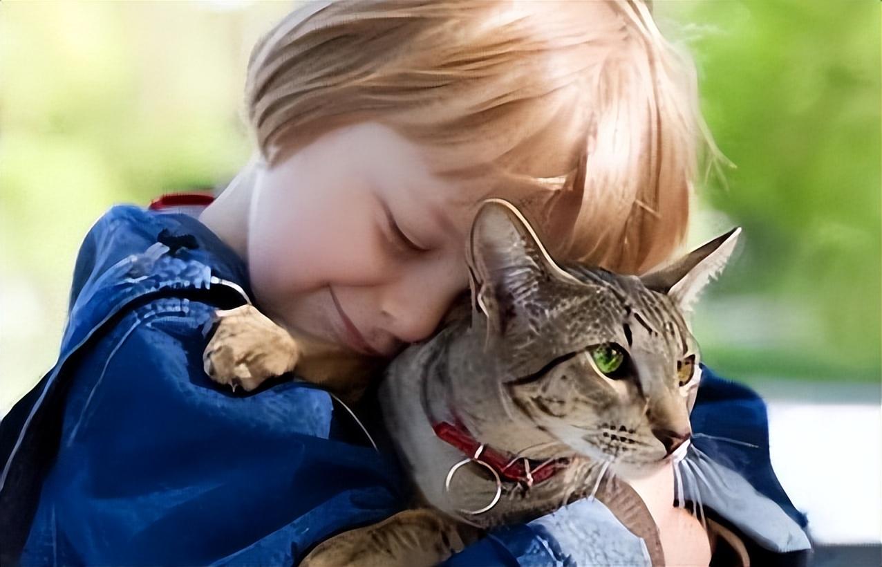 没有攻击性的猫有哪些