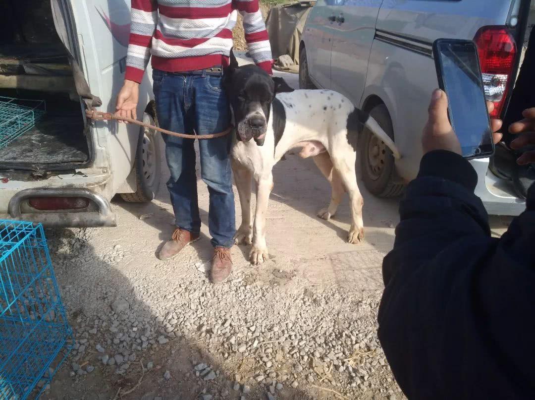 大丹犬一般多少钱