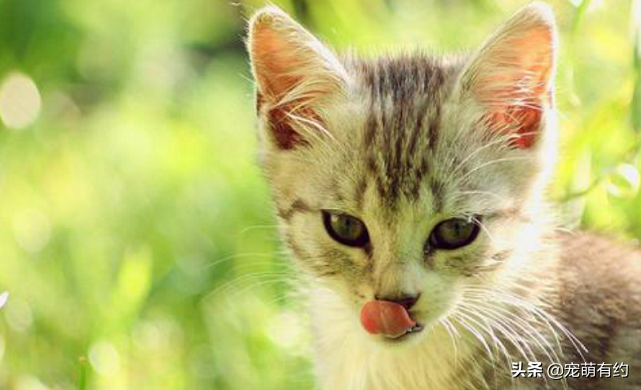 波米拉猫是什么样子