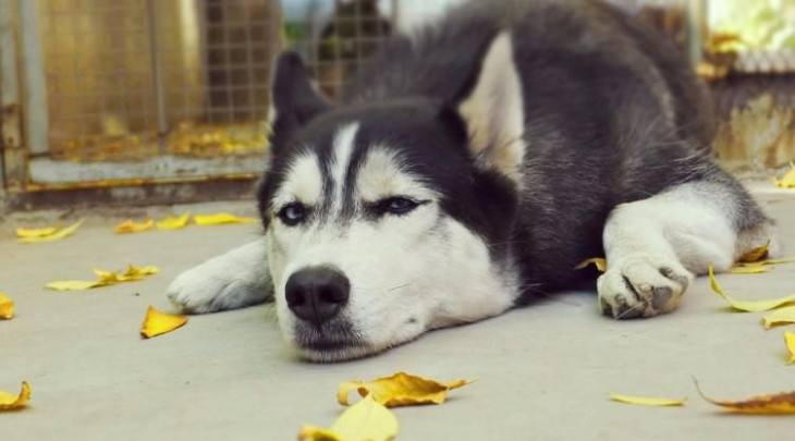 宠物抑郁症有什么表现