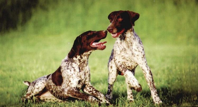 波音达能长多高