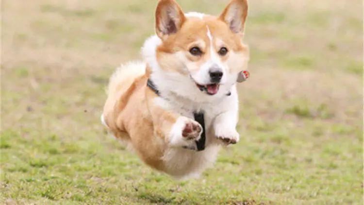 什么狗聪明好养又听话