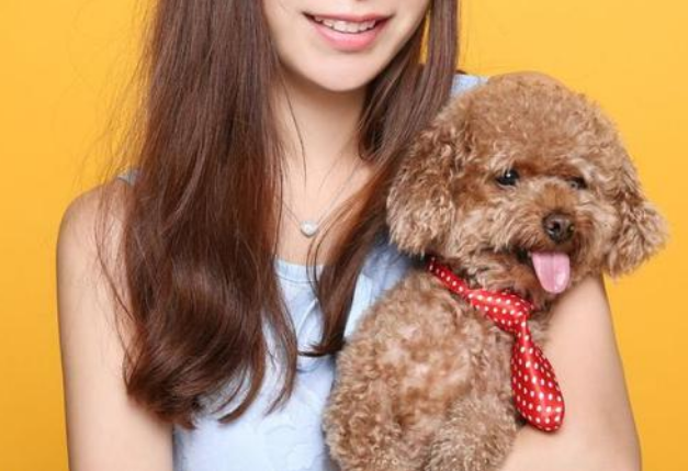 女生为什么喜欢养泰迪