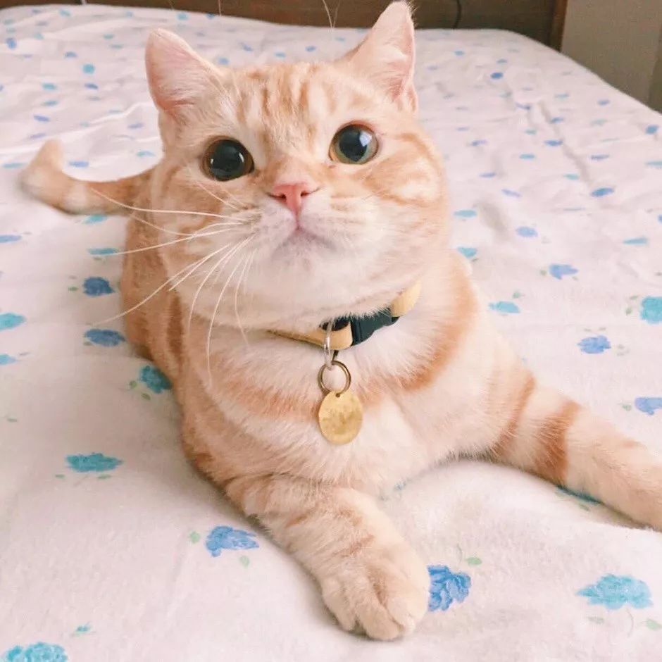 500元左右的猫有哪些