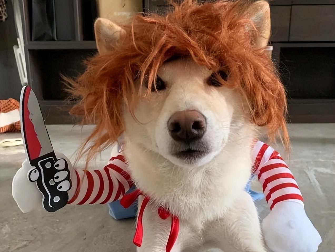 什么小狗好养又听话小型犬