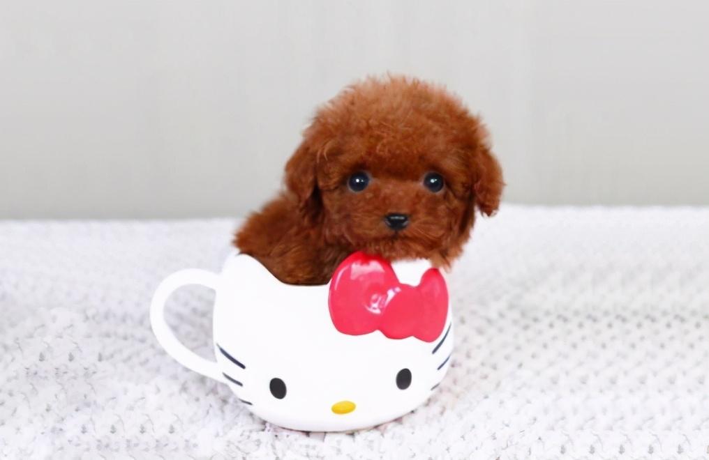 什么狗长不大又好养