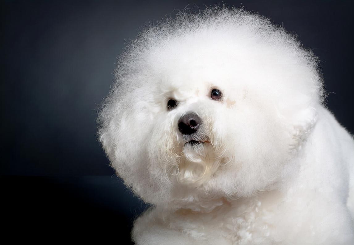 比熊犬怀孕多久能生