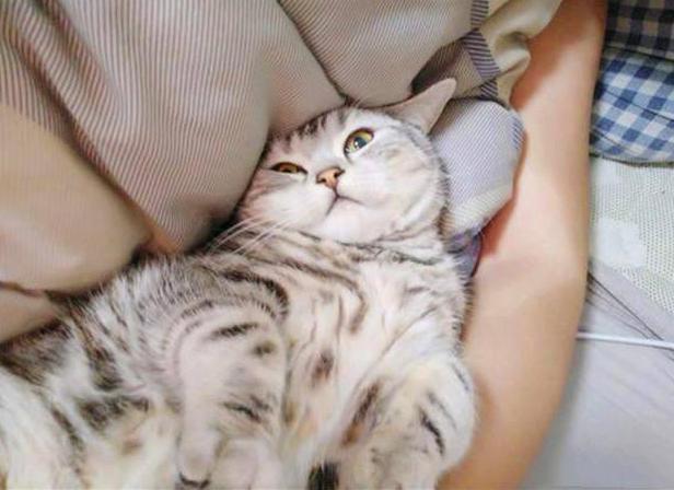 什么宠物猫最便宜最好养