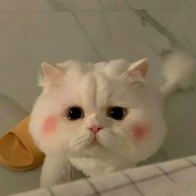 猫名怎么取比较旺主人