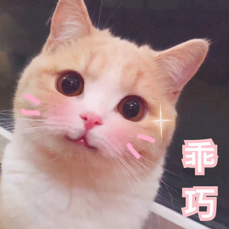 男生养什么猫最好