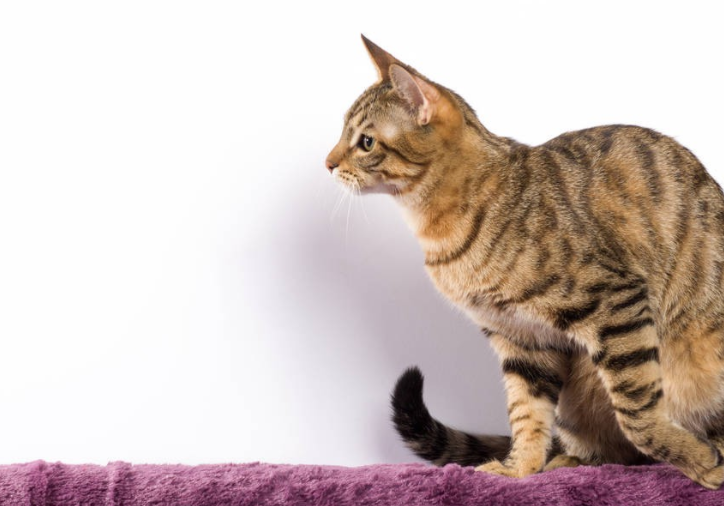 公猫突然开始乱尿怎么办