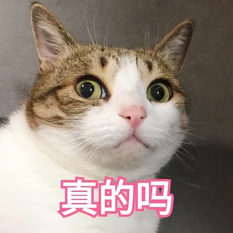 猫咪行为训练