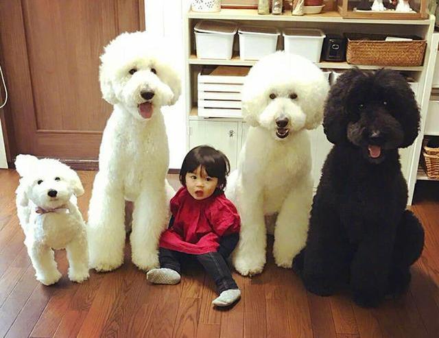 巨型贵宾犬怎么样