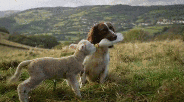 史宾格的智商相当于几岁小孩