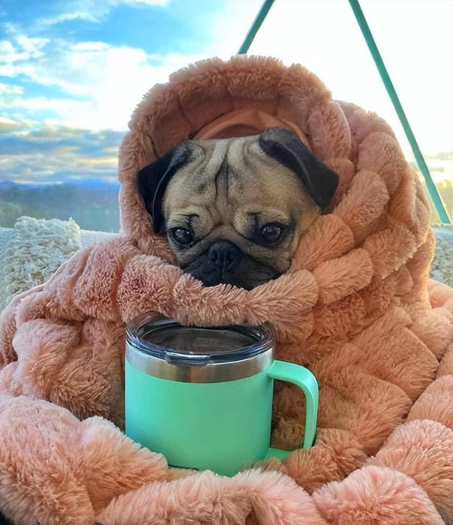 狗狗肚子一抽一抽吐黄水吃什么药