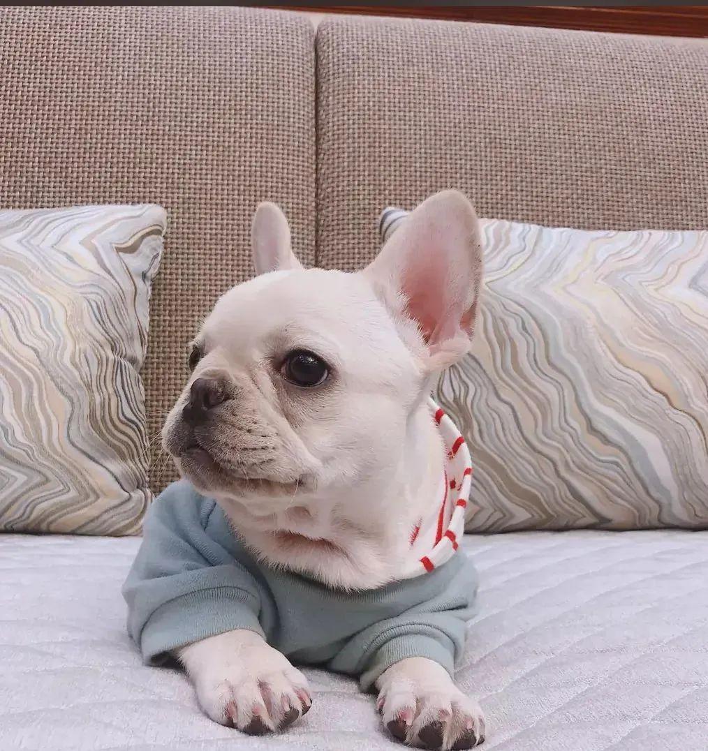 狗狗呕吐是怎么回事要吃什么药