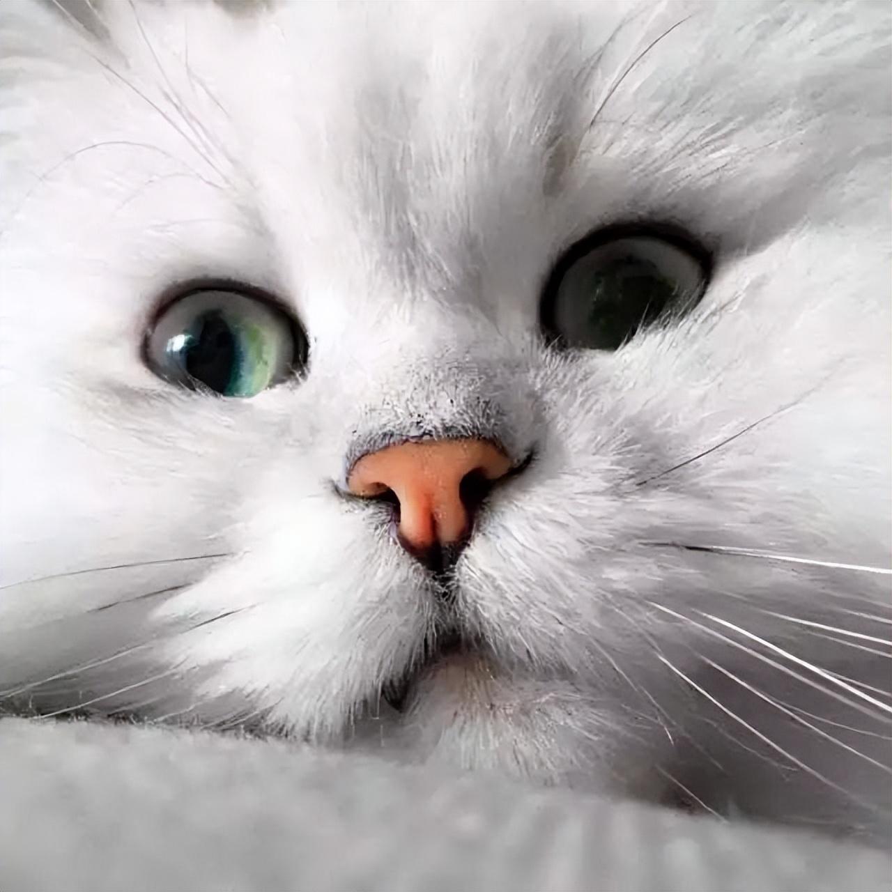 金吉拉为什么不能养