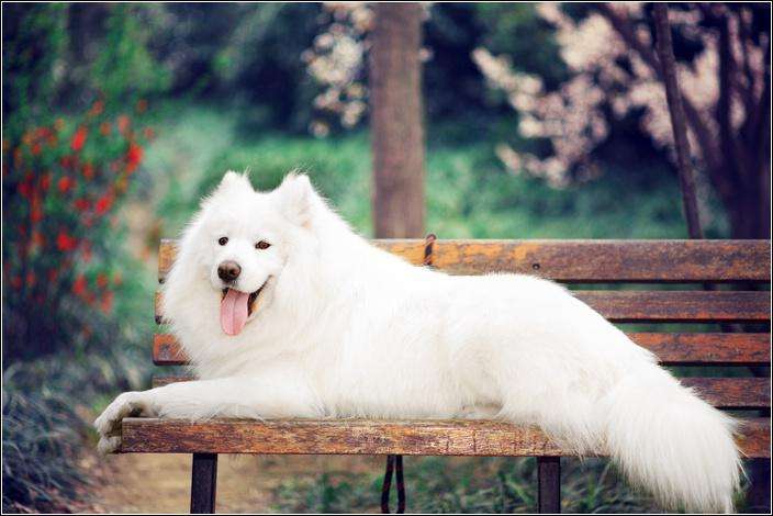 萨摩耶吃什么对毛发好