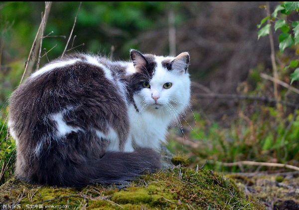 世界上最长的猫是什么