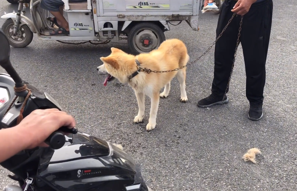 纯种秋田犬大概多少钱一只