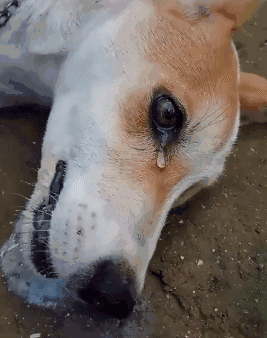 半夜成年狗总叫唤是怎么回事