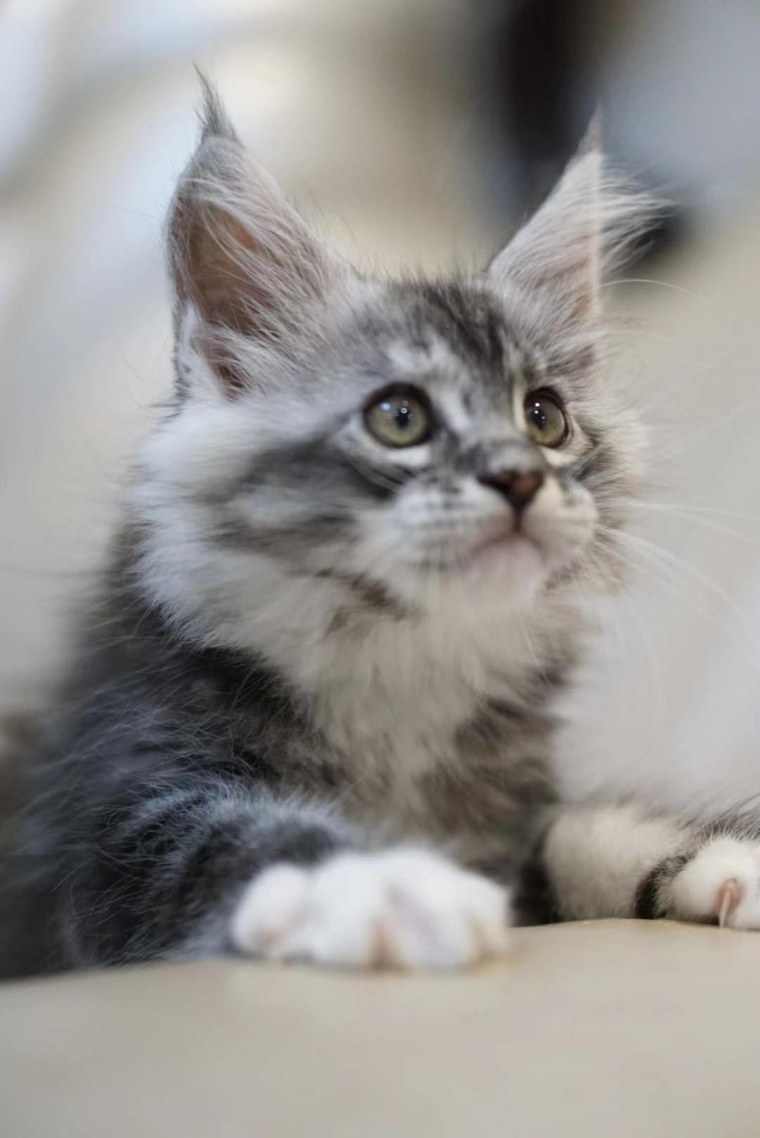 猫咪骨折会有什么症状表现