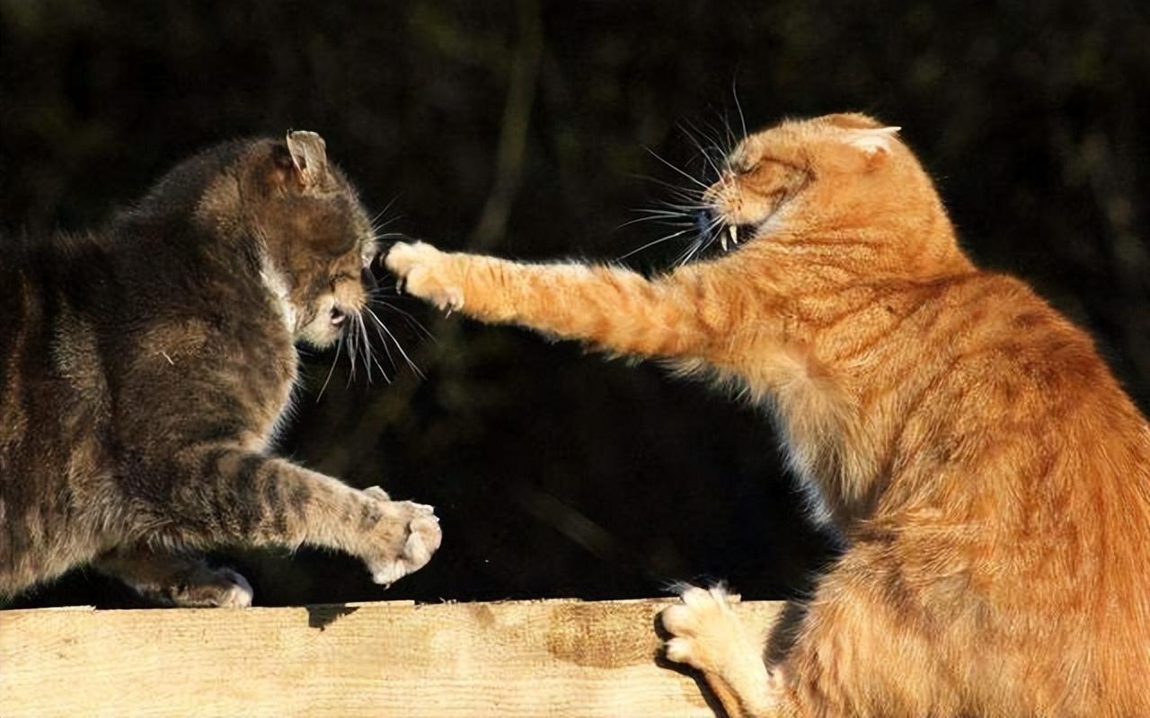 猫类战斗力排行榜