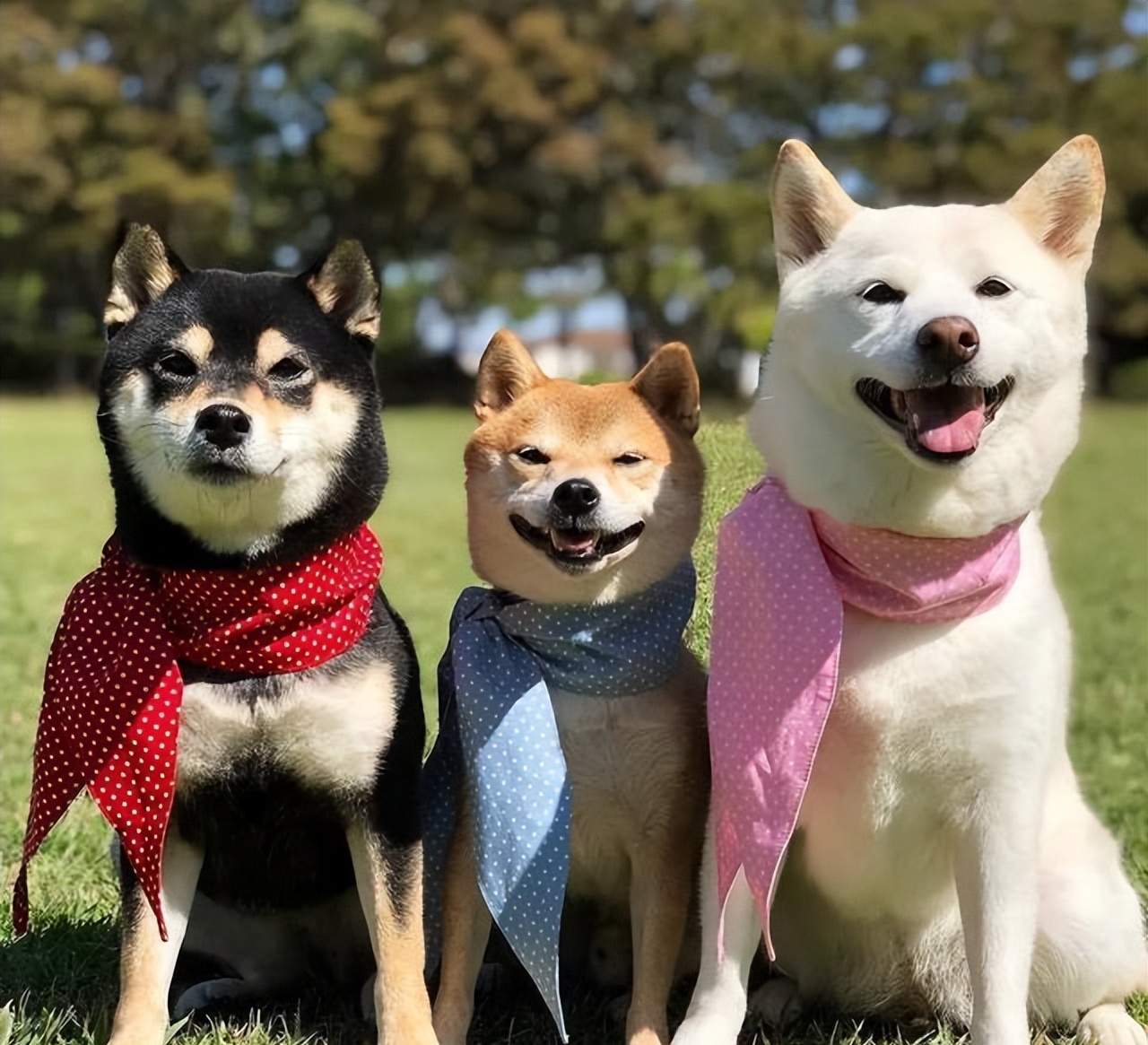 500元买个柴犬可能吗