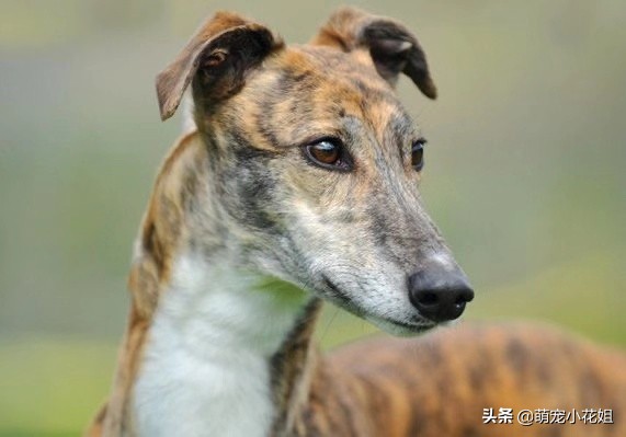 灵缇为什么很少人养