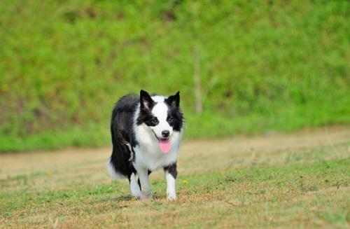 狗狗能吃清开灵吗