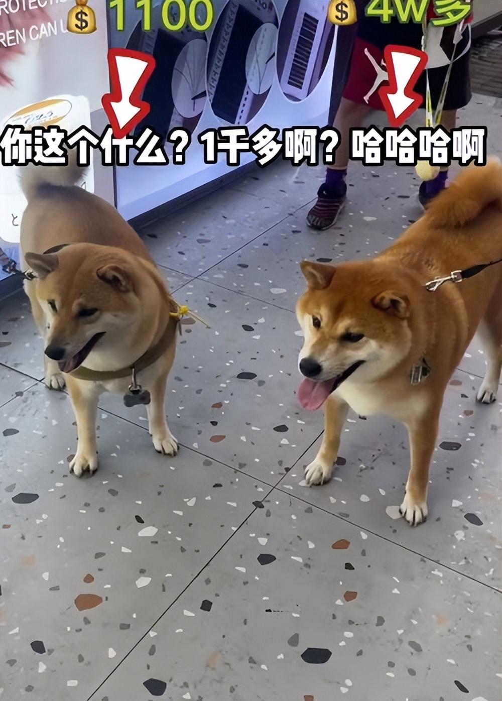 纯种柴犬大概多少钱一只