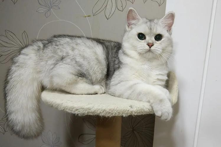 银点猫是哪个国家的品种