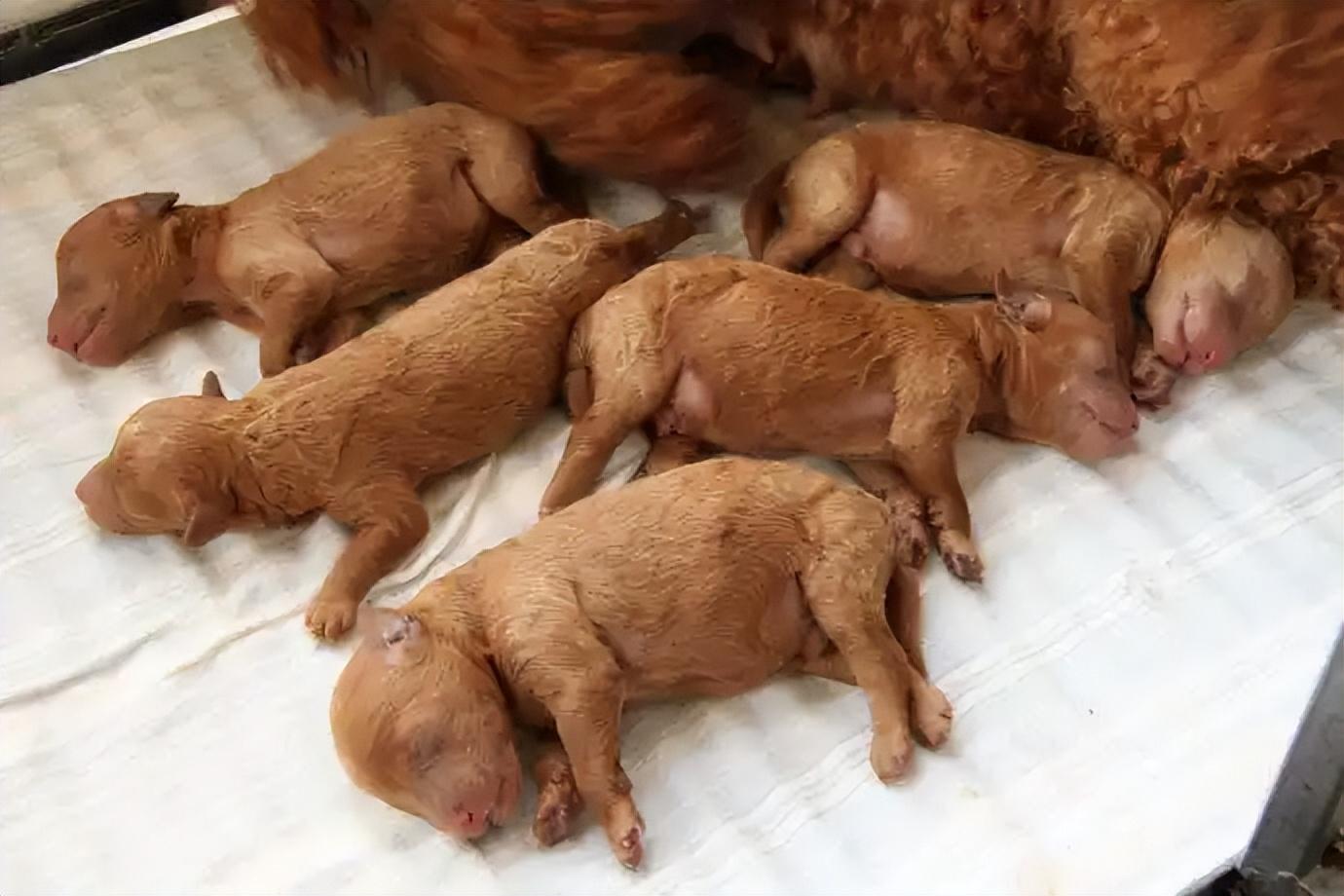 泰迪几个月定型