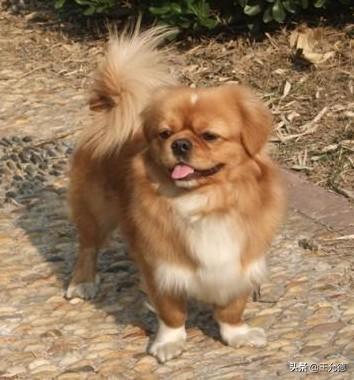 西藏猎犬属于什么品种