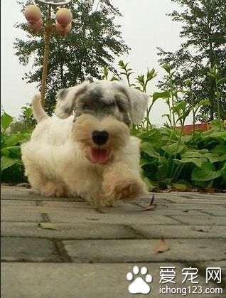 西里汉梗多少钱