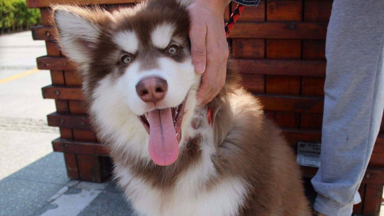 阿拉斯加犬会不会保护主人