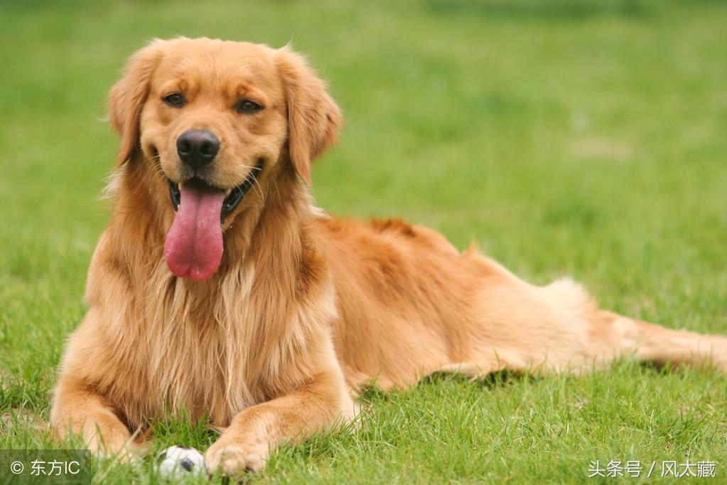 cku认证犬舍靠谱吗