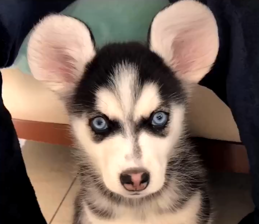 会拆家的狗是什么狗品种(三大拆家之王狗）