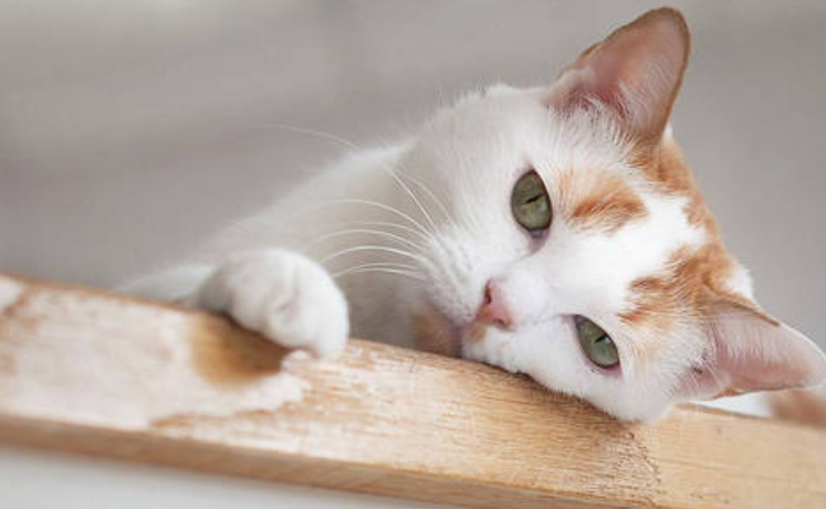 猫可以吃阿苯达唑片吗