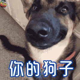 宠物狗的品种及价格图片大全(常见的各种宠物狗图片）