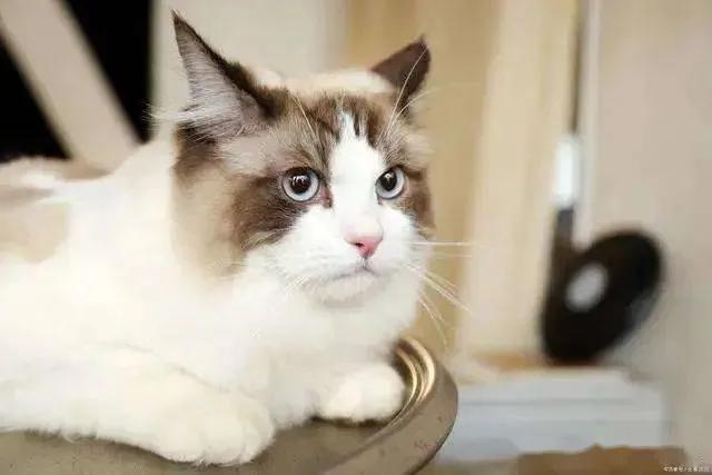 公猫和母猫哪个基因强大